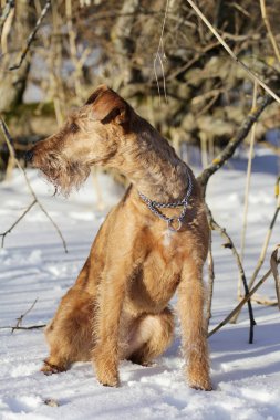 Belgili tanımlık İrlandalı korkunç kış yürüyüşe mevcuttur