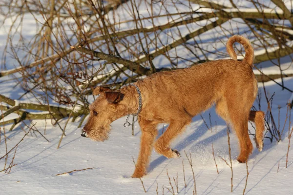 Chien le terrier irlandais en promenade — Photo