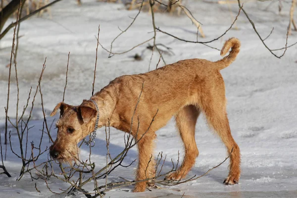 Egy séta az ír terrier kutya télen — Stock Fotó