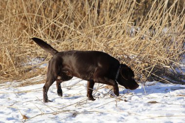 Yürüyüşe köpek Labrador geri almak