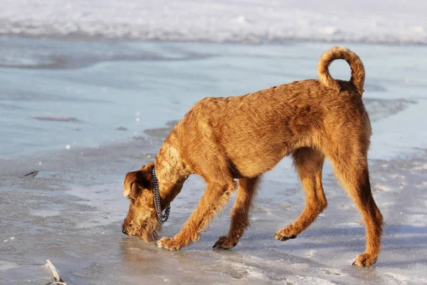 Chien le terrier irlandais repose sur un canapé — Photo