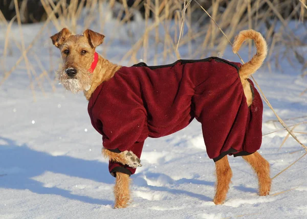 Irlandés terrier en un paseo Imágenes De Stock Sin Royalties Gratis