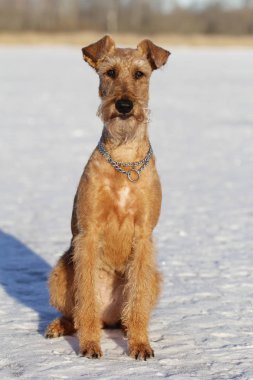 Belgili tanımlık İrlandalı korkunç kış yürüyüşe mevcuttur