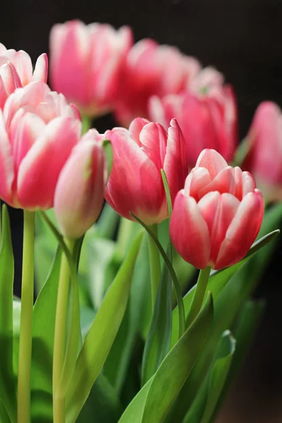 Blüten sind rosa Tulpen Stockbild