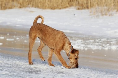 Köpek belgili tanımlık İrlandalı korkunç bir kanepede yatıyor