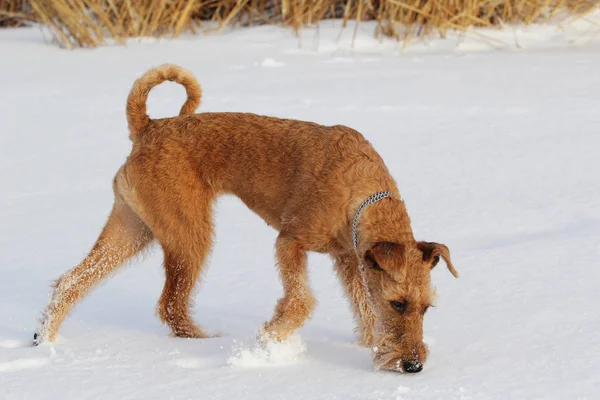 Chien le terrier irlandais en hiver en promenade — Photo