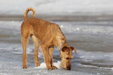 Köpek belgili tanımlık İrlandalı korkunç bir kanepede yatıyor