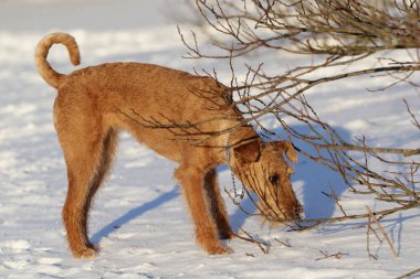 Belgili tanımlık İrlandalı korkunç bir yolda köpek