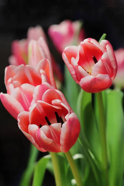 Flowers are pink tulips — Stock Photo, Image