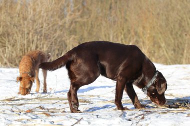 Yürüyüşe köpek Labrador geri almak
