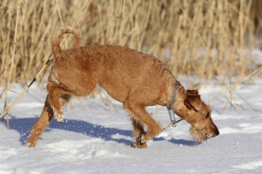 Belgili tanımlık İrlandalı korkunç kış yürüyüşe mevcuttur