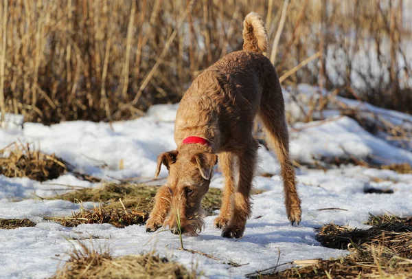 Az ír terrier van egy séta télen — Stock Fotó