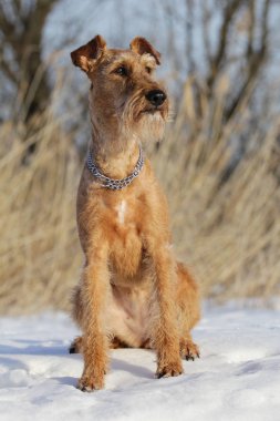 Köpek belgili tanımlık İrlandalı korkunç bir kanepede yatıyor