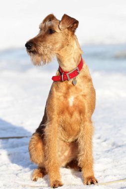 Belgili tanımlık İrlandalı korkunç kış yürüyüşe mevcuttur
