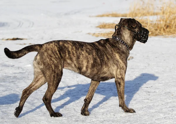 Dog in a muzzle on a walk — Stock Photo, Image