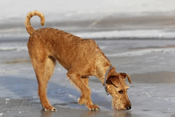 犬アイリッシュ ・ テリアにあるソファの上 ストックフォト