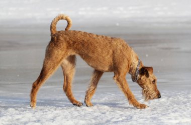 Köpek belgili tanımlık İrlandalı korkunç bir kanepede yatıyor
