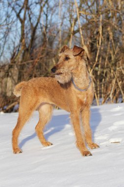 Köpek belgili tanımlık İrlandalı korkunç bir kanepede yatıyor