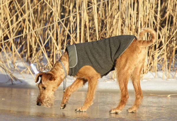 Egy séta az ír terrier kutya — Stock Fotó