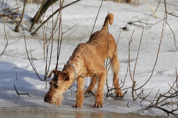 Chien le terrier irlandais en promenade en hiver — Photo