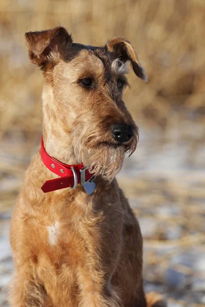 The Irish terrier is in winter on a walk — Stock Photo, Image