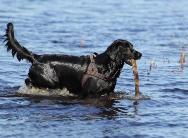 Siyah köpek karaya Gölü
