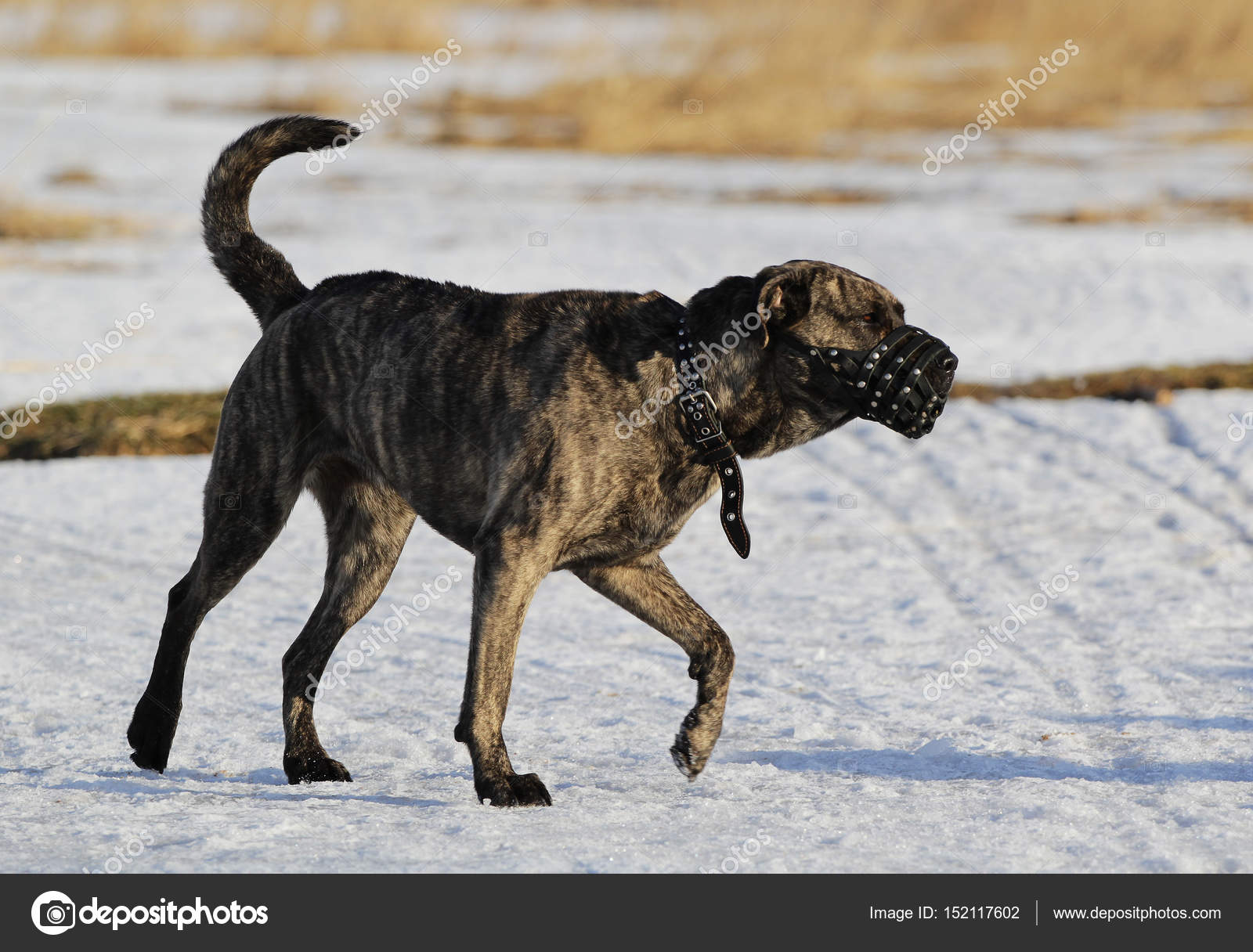 dog walking muzzle