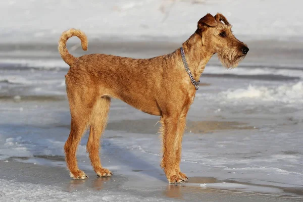 Az ír terrier kutya fekszik egy kanapén — Stock Fotó