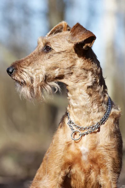 Dog of breed the Irish terrier — Stock Photo, Image