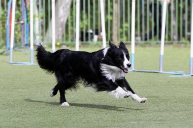 Köpek kenar kömür ocağı rotasındaki çeviklik denemeler