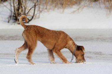 Yürüyüşe kışın İrlandalı terrier köpek