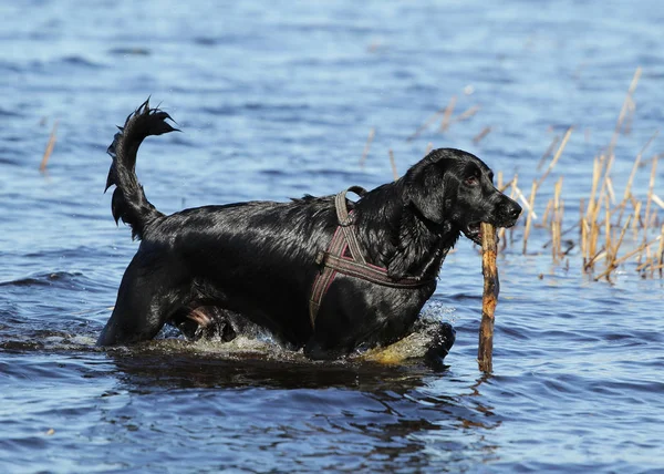 Black dog ashore lake