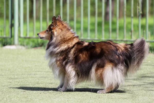 Dog the Shetland sheepdog on the route of Agility — Stock Photo, Image