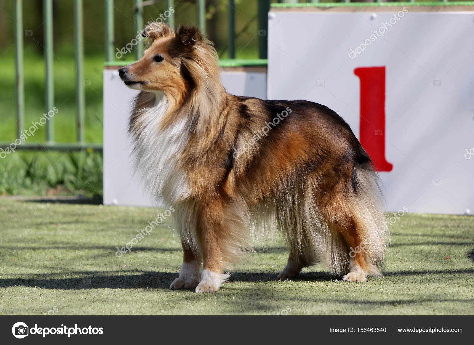 Le Berger De Shetland Sur Le Parcours Dagility Pour Chiens