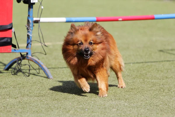 Perro alemán Spire en la ruta de la agilidad —  Fotos de Stock