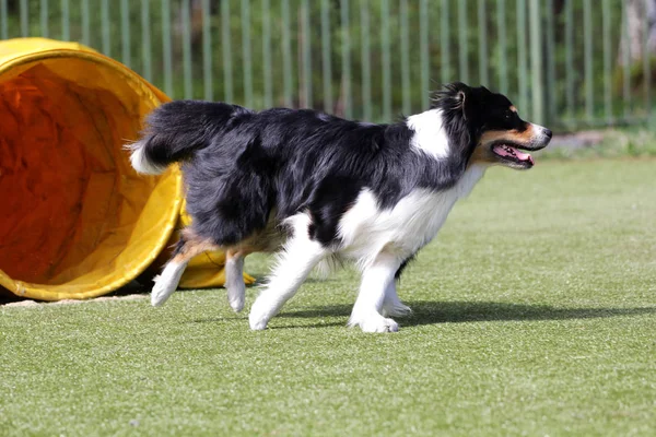 Dog Border Collie na rota de testes de agilidade — Fotografia de Stock