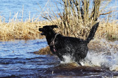 Siyah köpek karaya Gölü