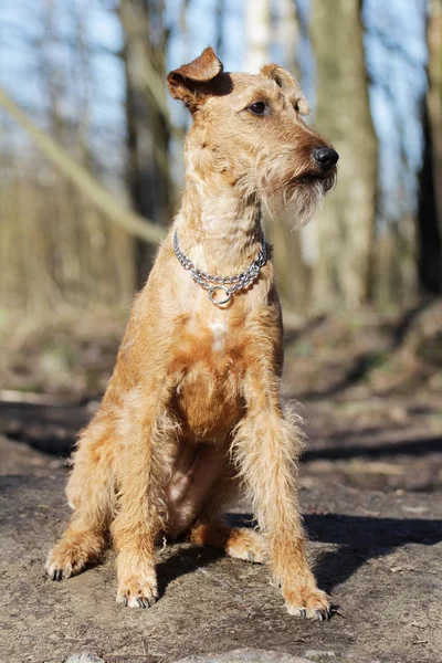 Dog of breed the Irish terrier — Stock Photo, Image