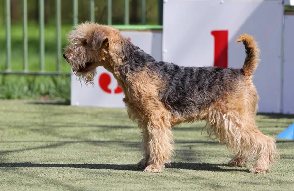 Hond Lakeland terriër op de route van Agility — Stockfoto