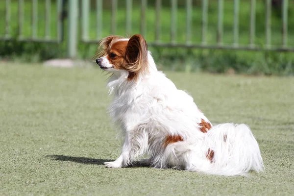 敏捷性のルートの犬パピヨン — ストック写真