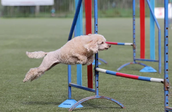 Cão Poodle na rota da agilidade — Fotografia de Stock