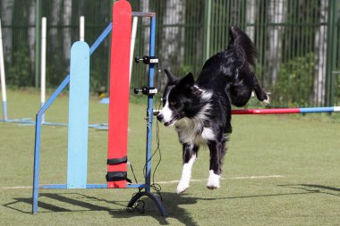 Köpek kenar kömür ocağı rotasındaki çeviklik denemeler
