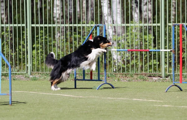 Hund bordercollie på sträckan för agility prövningar — Stockfoto