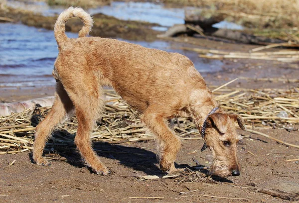 Chien de race le terrier irlandais — Photo