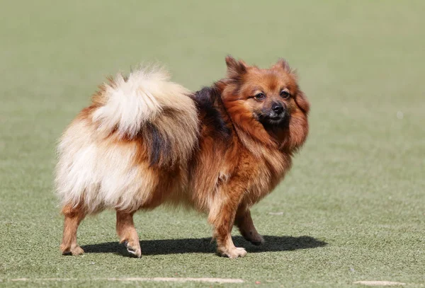 Dog German Spire on the route of Agility — Stock Photo, Image