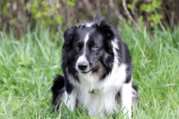 En hund Border Collie i ett gräs — Stockfoto