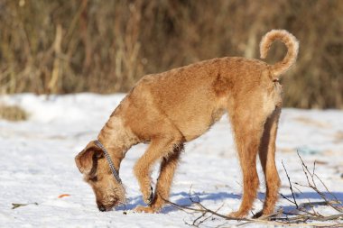 Belgili tanımlık İrlandalı korkunç kış yürüyüşe mevcuttur