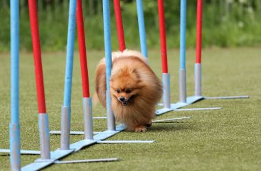 Alman Spire cins köpektir