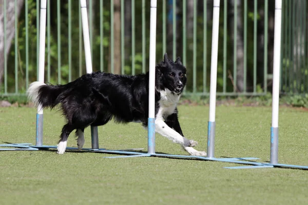 Dog Border Collie on the route of agility trials — Stock Photo, Image