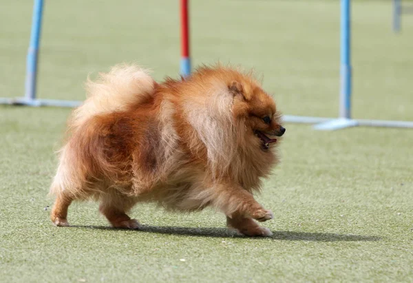 En hund av rasen är tyska spiran — Stockfoto